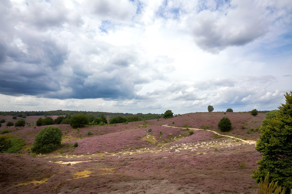 Paarse heuvels onder een wolkenzee