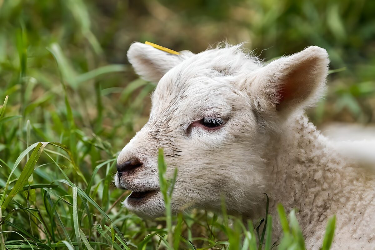 Wit lam tussen het groene gras