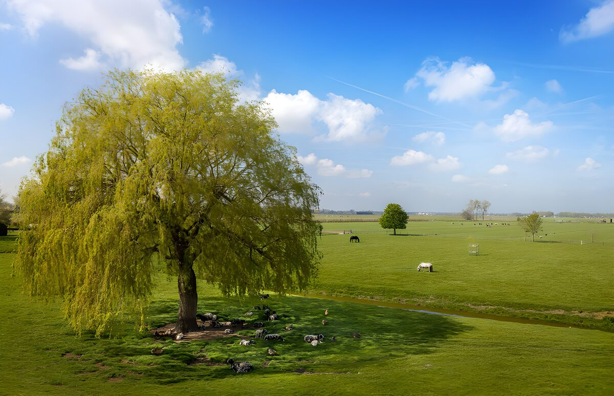 Treurwilg en paarden in de groene wei
