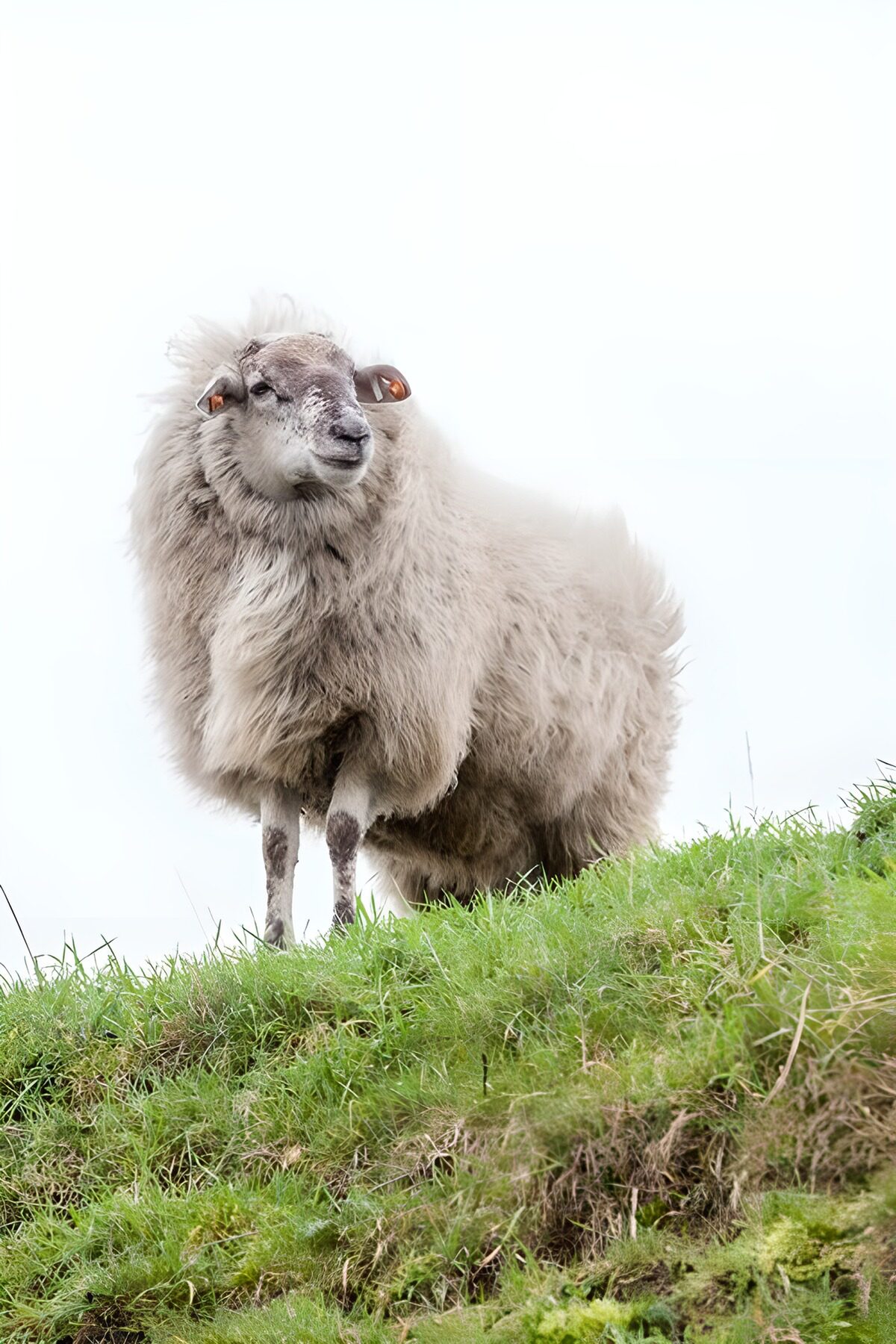 Schaap met dikke wol op een groene helling