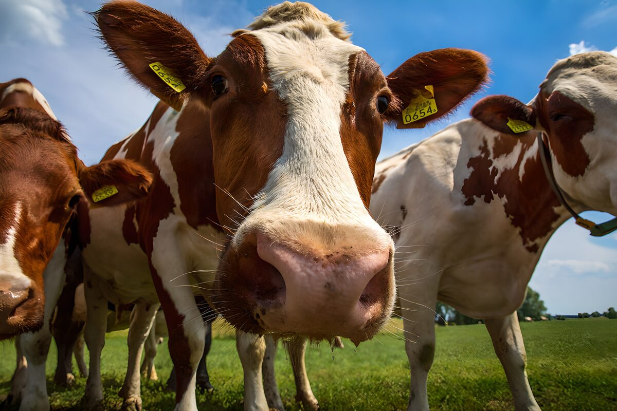Bruin-witte koeien van dichtbij in de zon