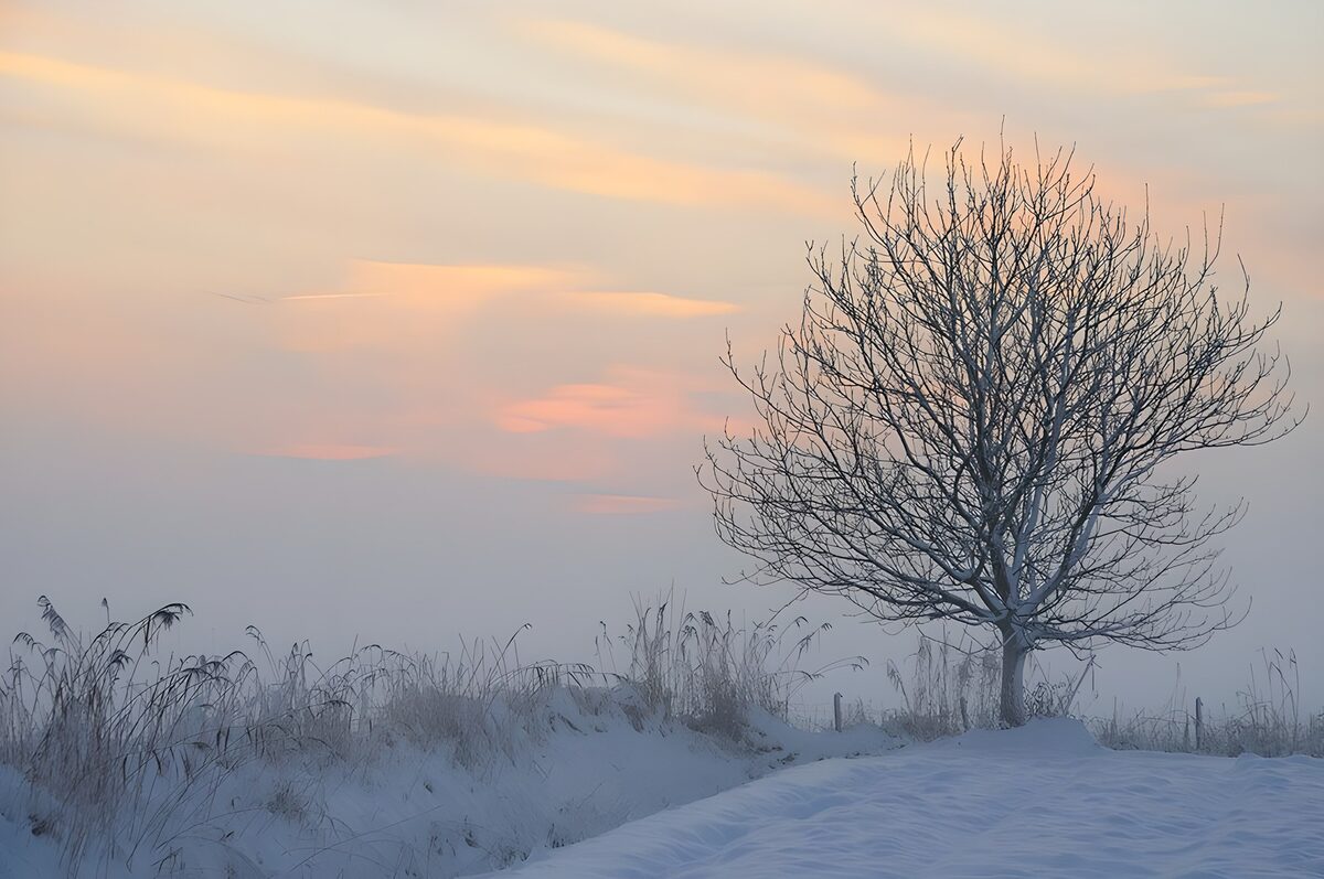 Kale boom in sneeuw en mist