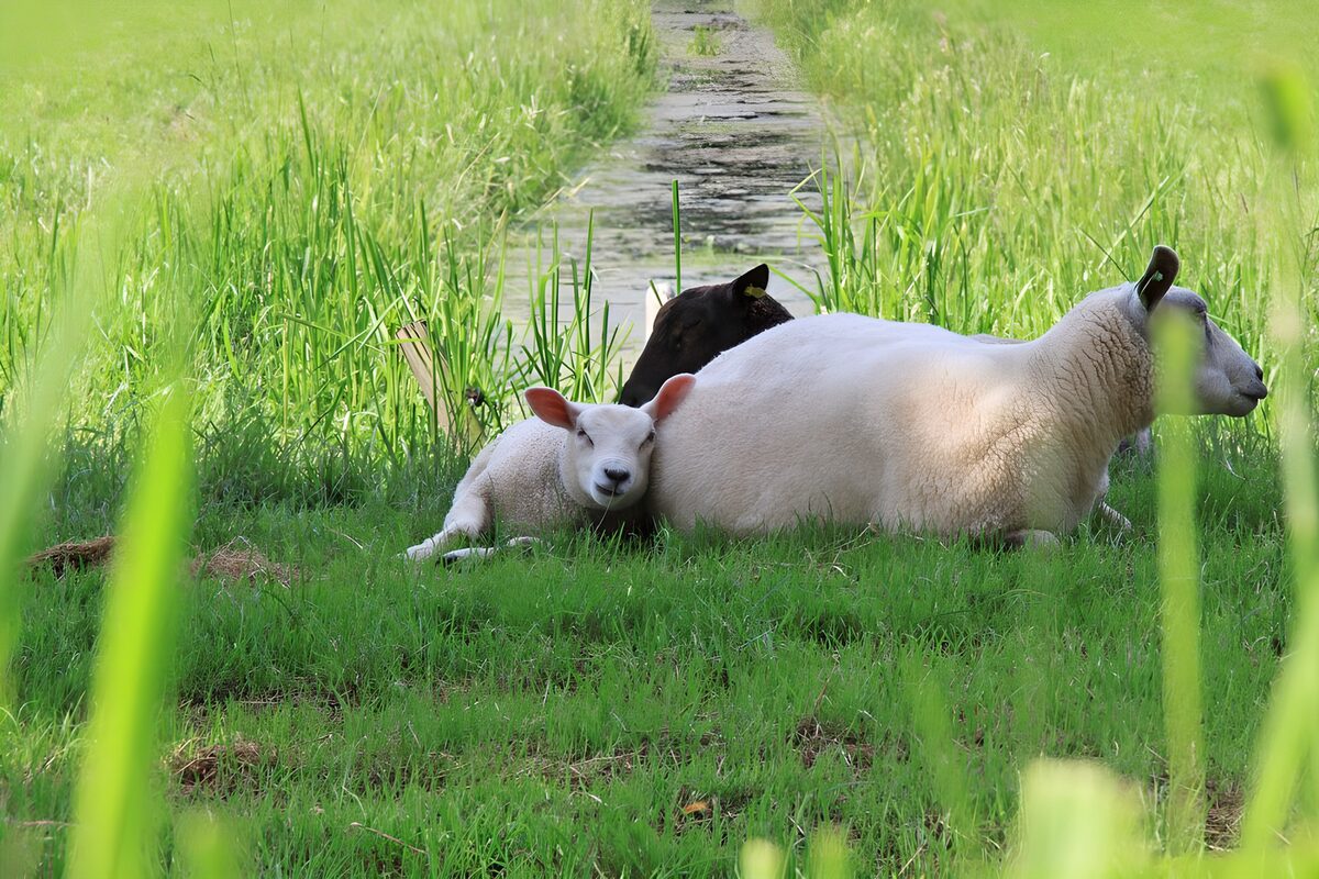 Schaap en lam in het groene gras