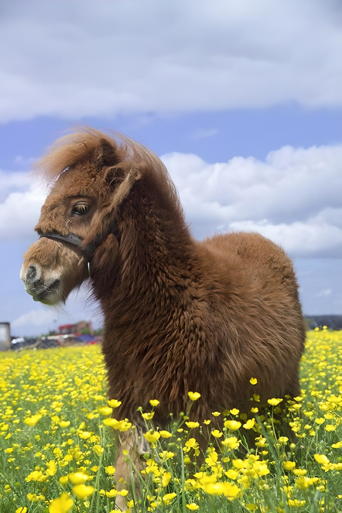 Bruine pony tussen de gele bloemen