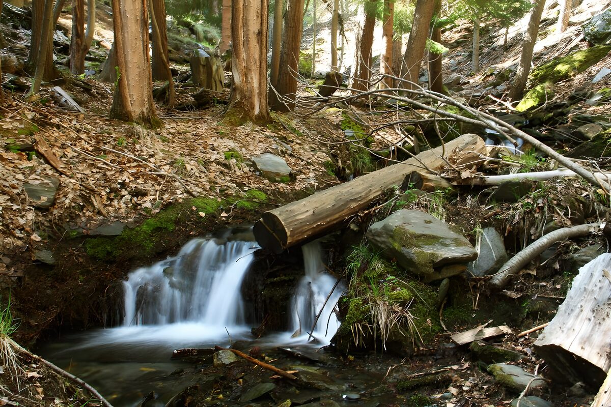 Bosbeek met waterval en gevallen boom