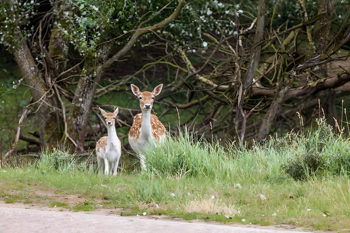 Damhert en jong in het hoge gras