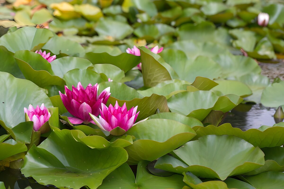 Roze waterlelies, gedragen door groen