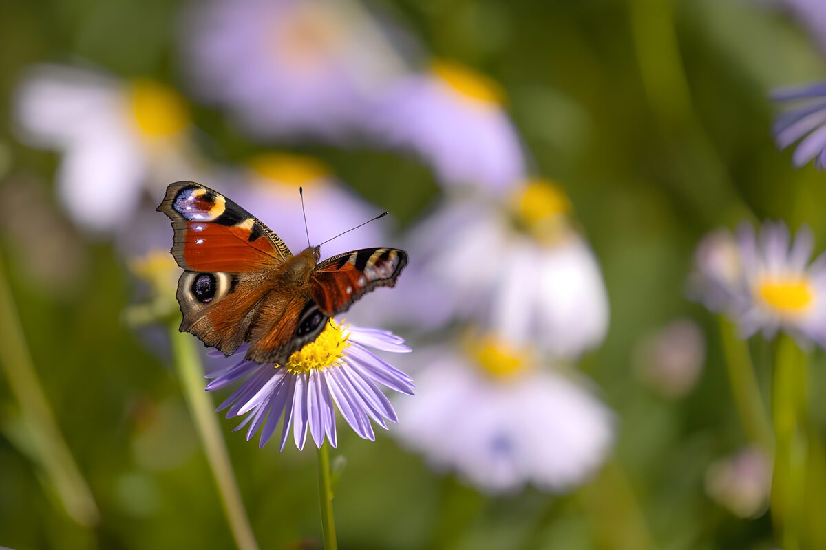 Dagpauwoog op een zonnige paarse bloem