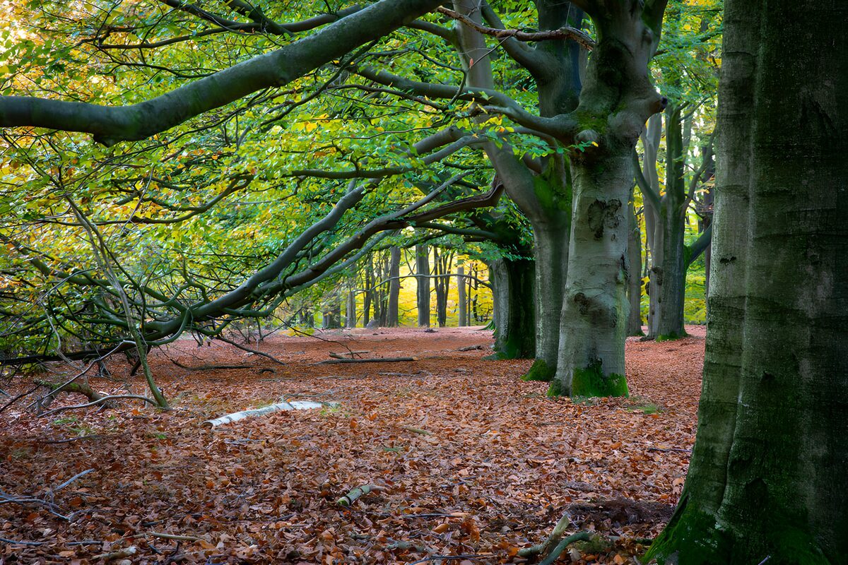 Beukenbos met lage takken in de herfst
