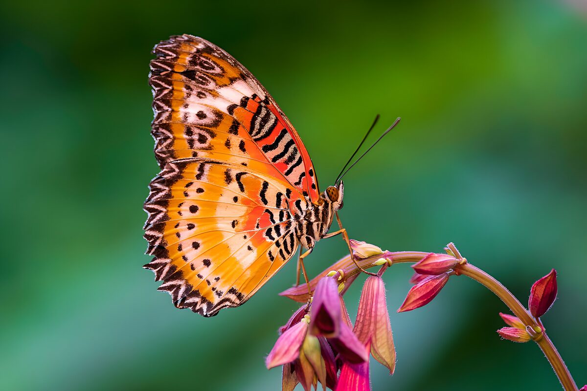 Oranje vlinder op roze bloemen