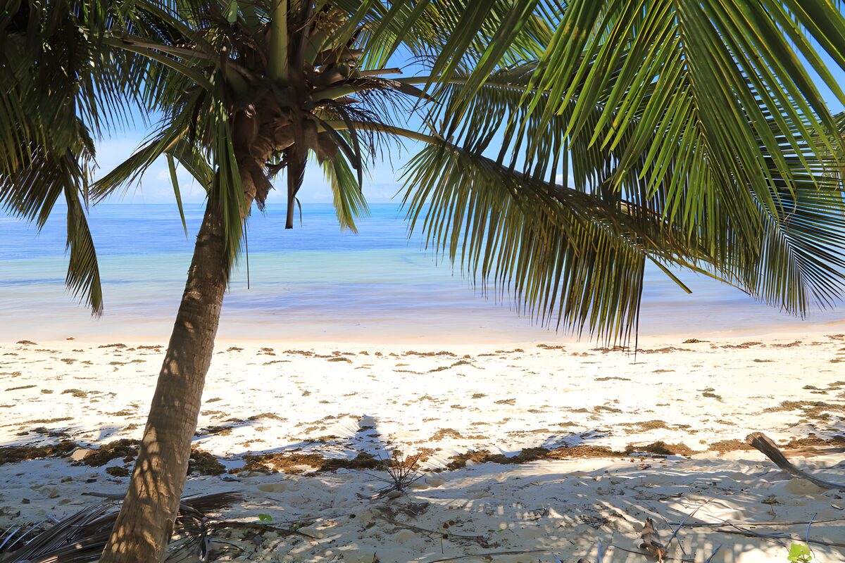 Palmboom op een zonovergoten strand