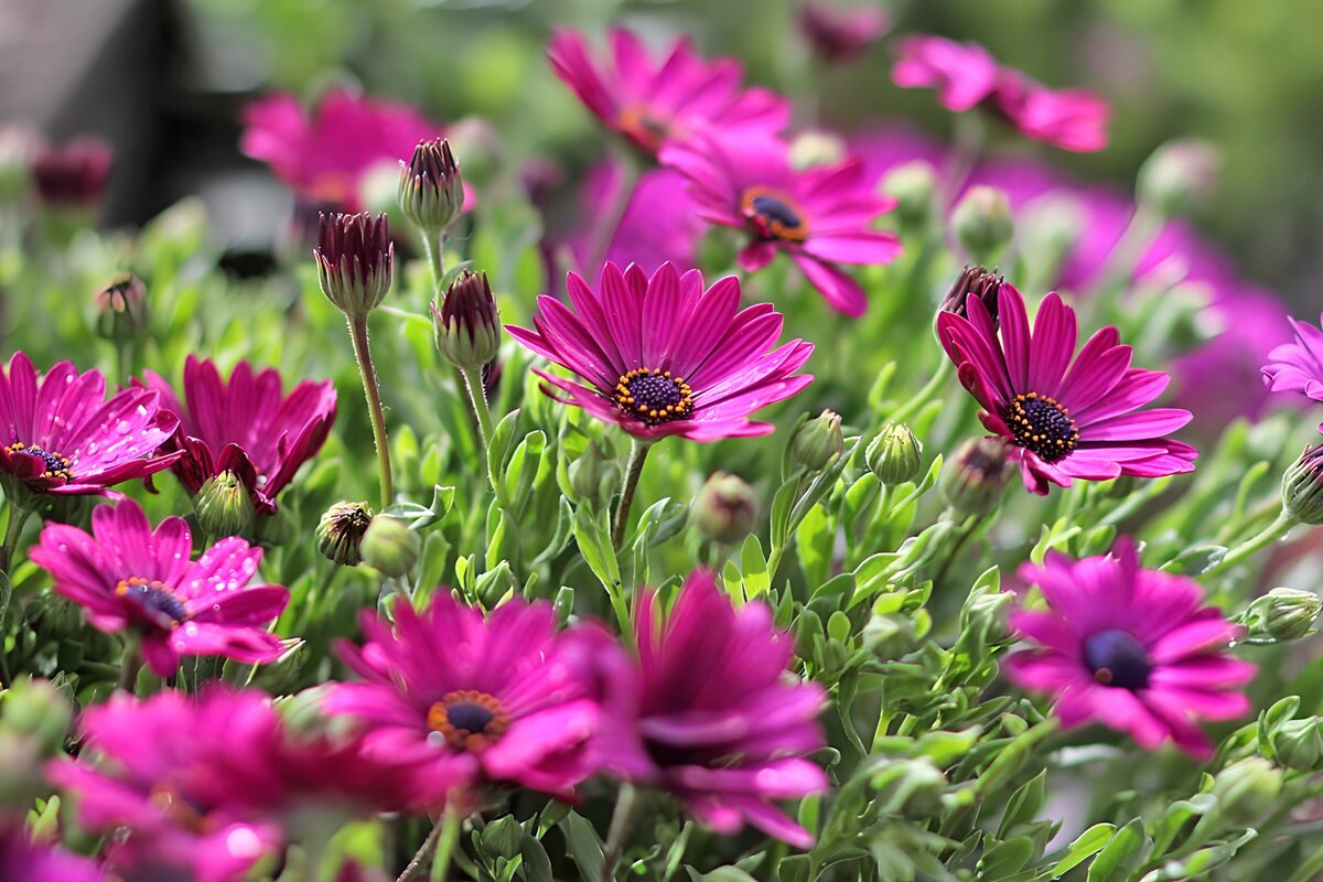 Roze kapmargrieten in het groen
