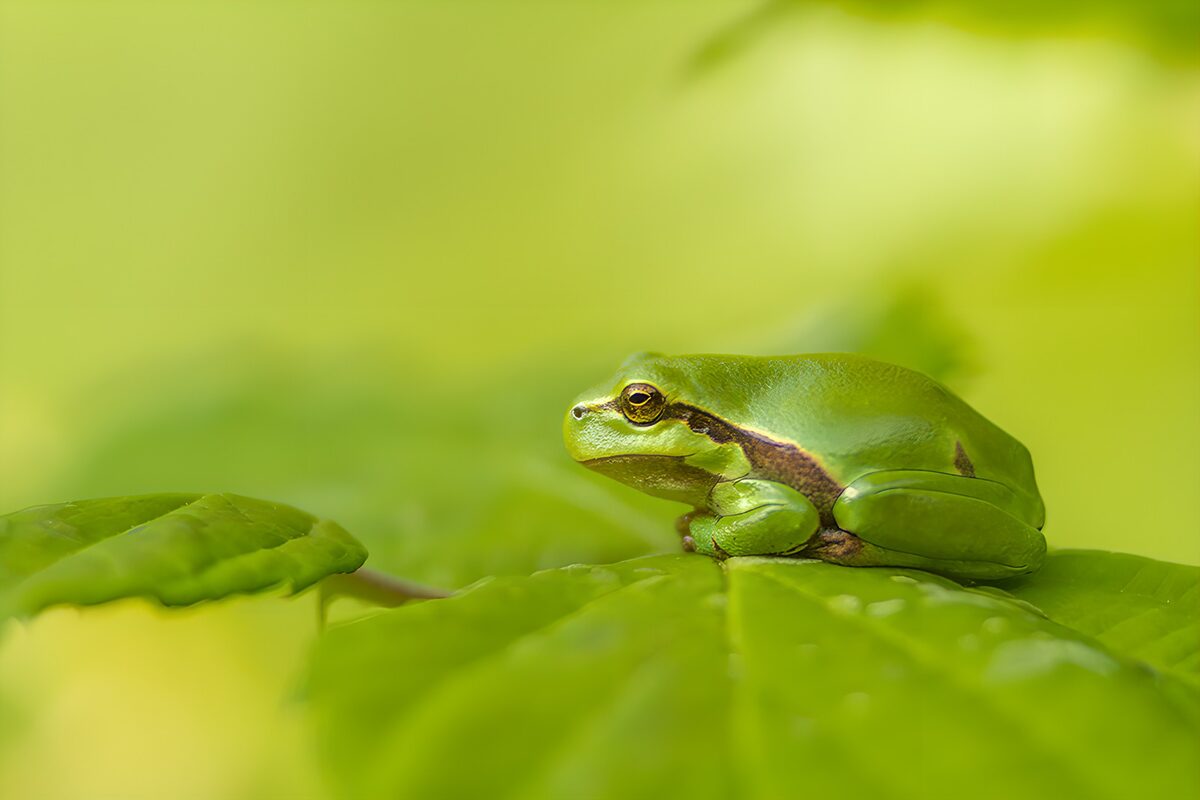 Groene kikker op een blad in zacht licht