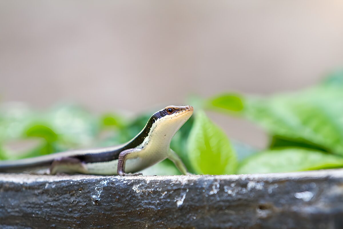 Hagedis met geheven kop in het groen