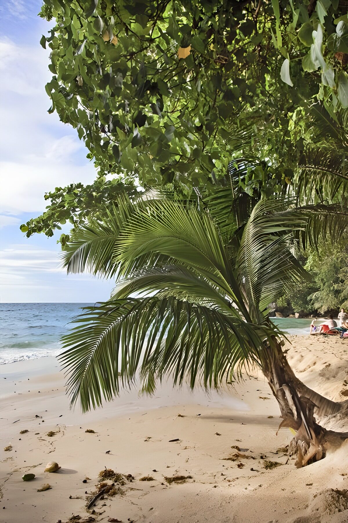 Gebogen palm op een tropisch strand