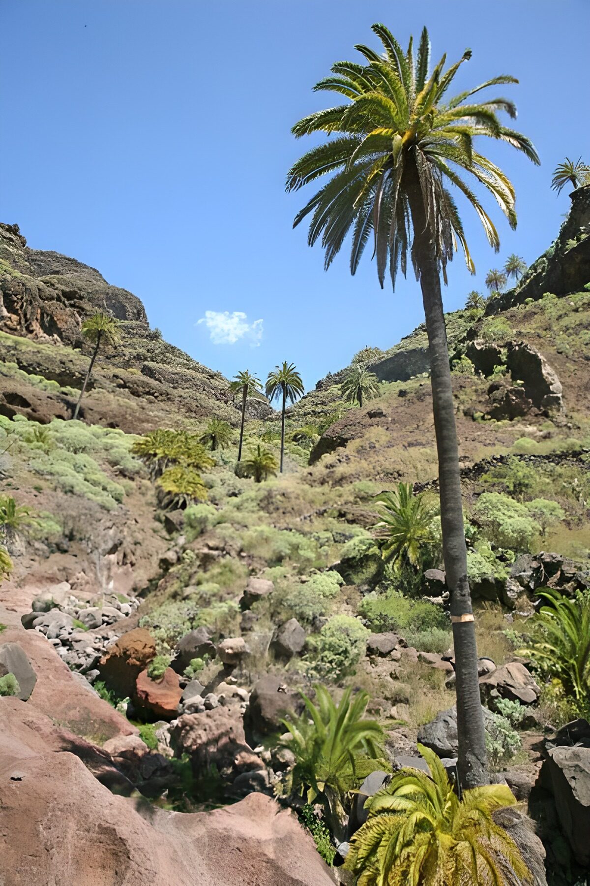 Palmen in een zonnige rotskloof