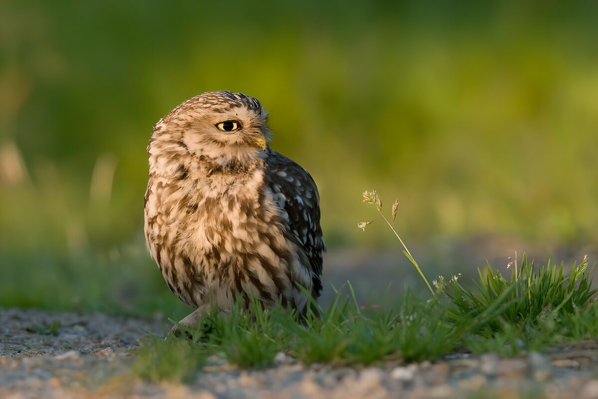 Kleine uil in zonbeschenen gras