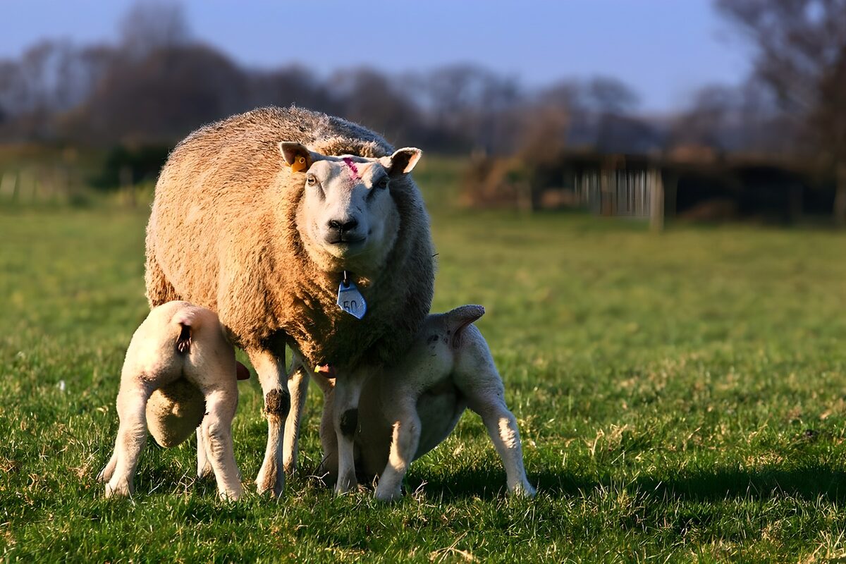 Ooi met twee drinkende lammetjes