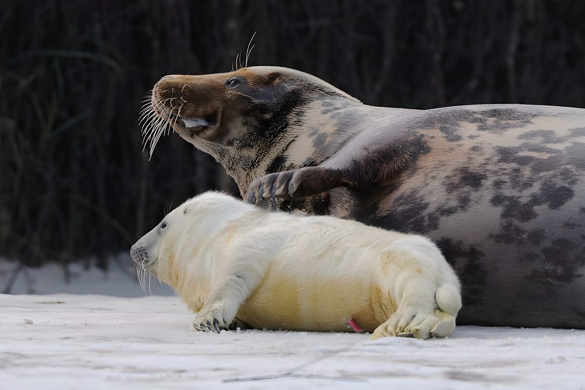 Witte zeehondenpup naast een volwassen rob