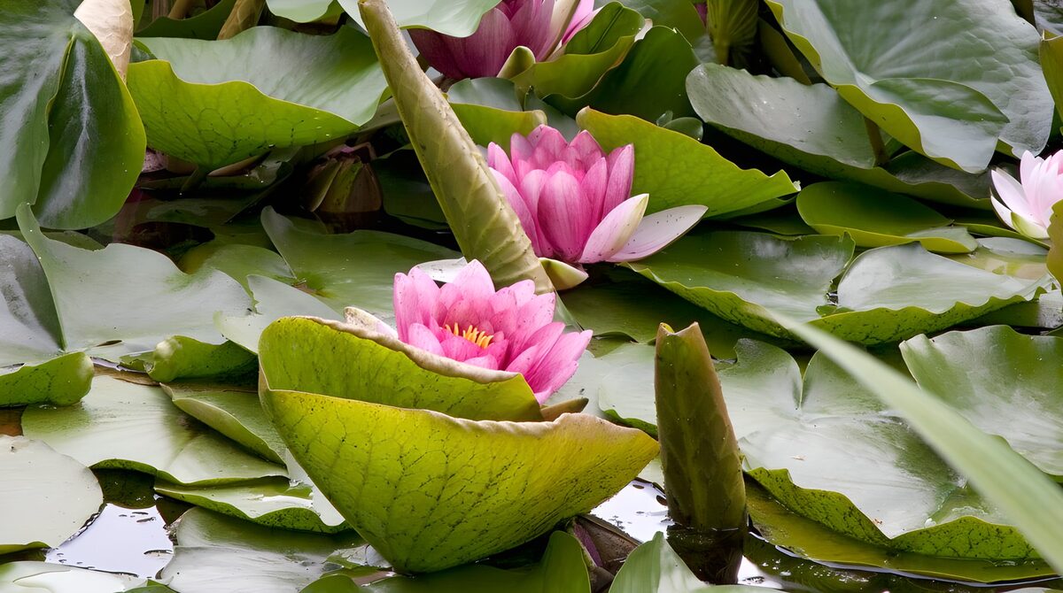 Roze waterlelies tussen groene bladeren