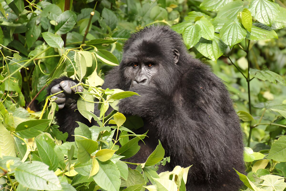 Gorilla met een tak vol bladeren