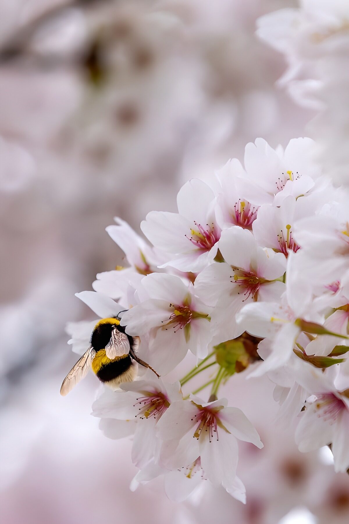 Hommel op lichtroze kersenbloesem