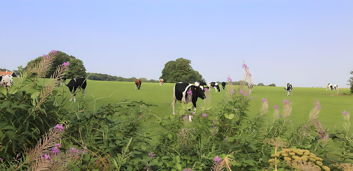 Koeien in een groene zomerwei