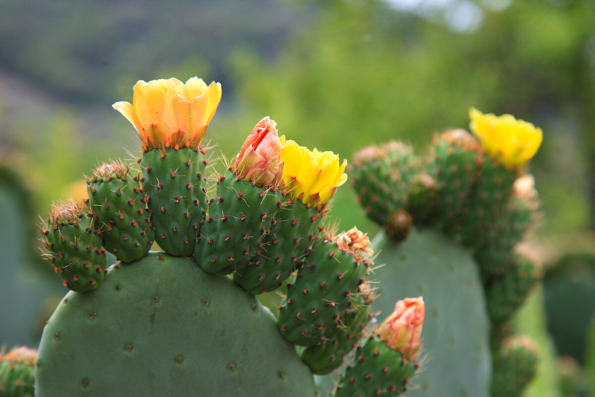 Vijgcactus met zonnige gele bloemen