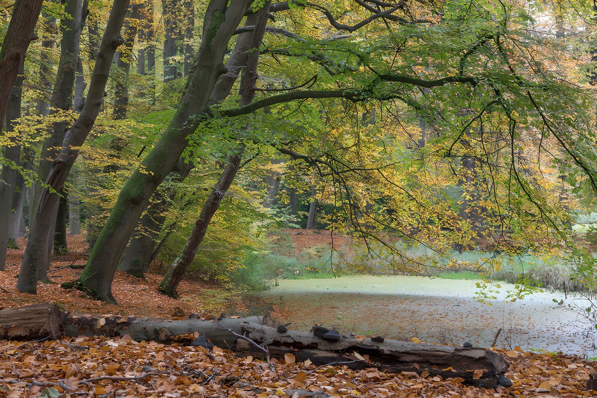 Herfstbos met vijver en schuine stammen