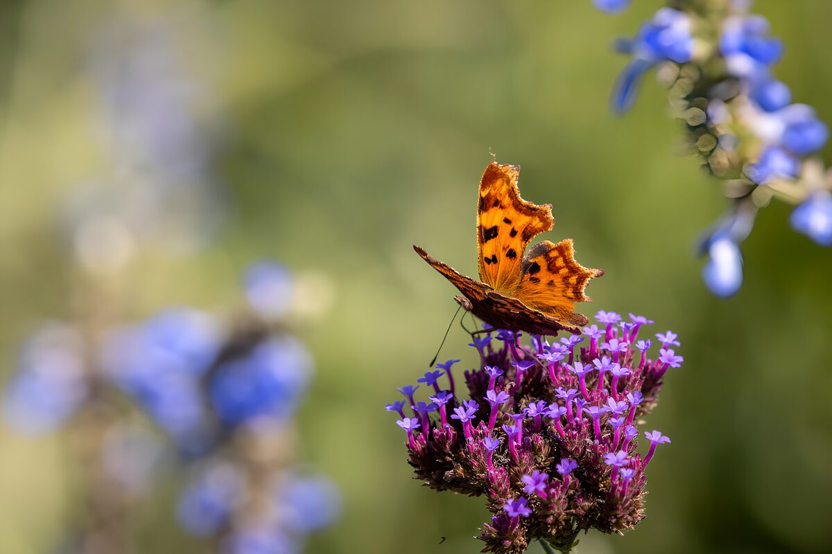 Gehakkelde aurelia op zonnige bloemen