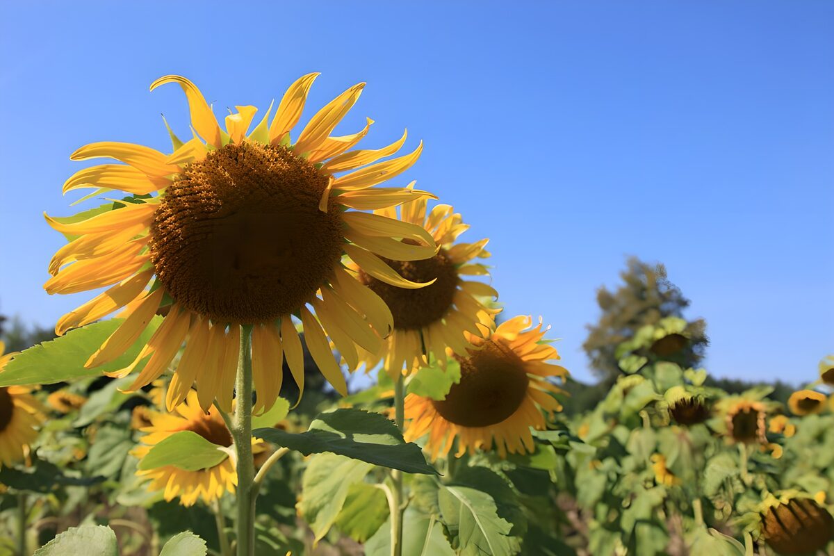 Zonnebloemen drinken het zomerlicht