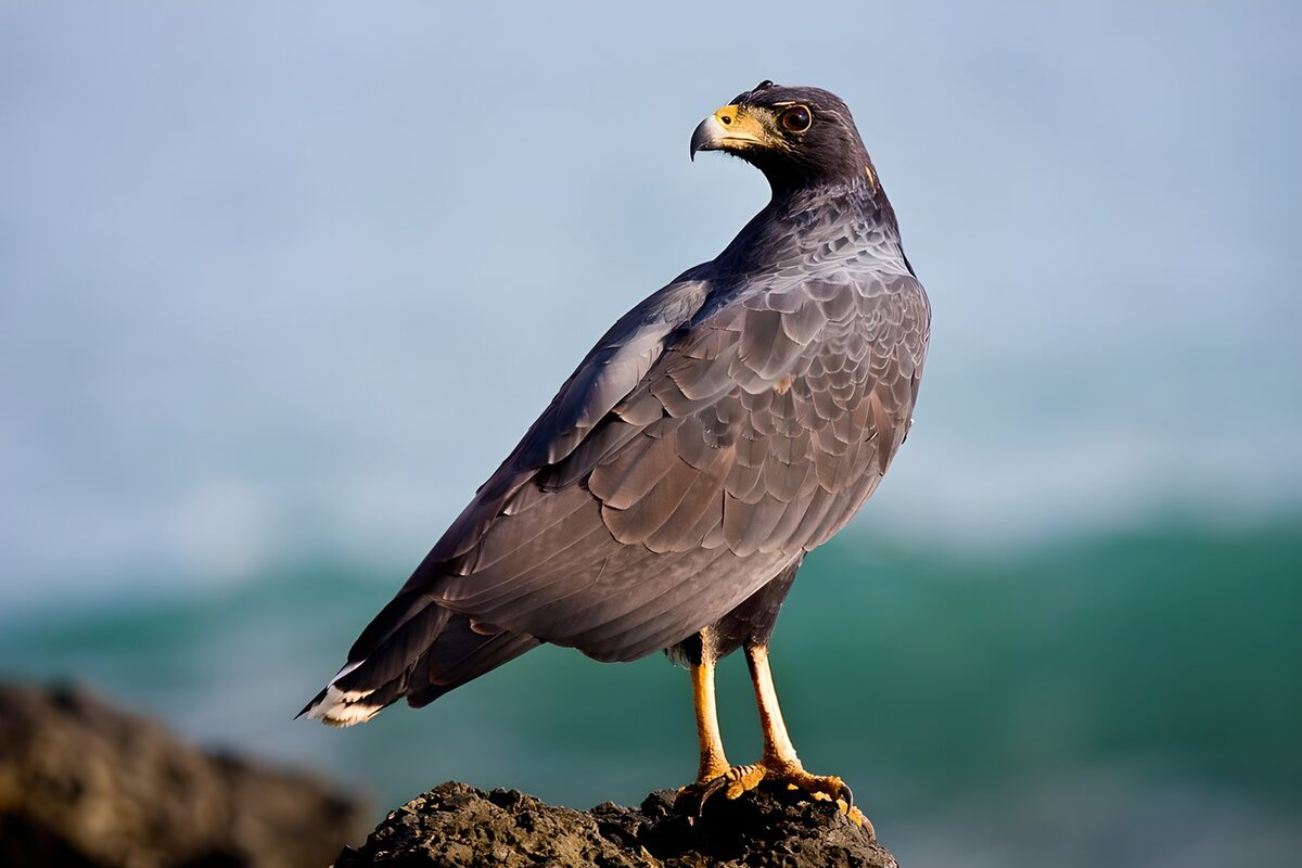 Donkere roofvogel op een rots aan zee