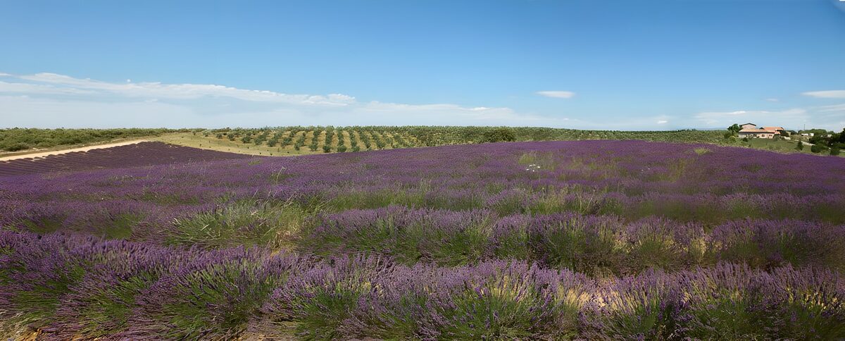 Paarse golven onder de zomerhemel