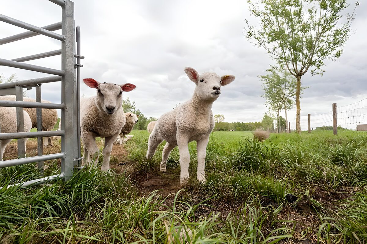 Twee schapen bij het open hek