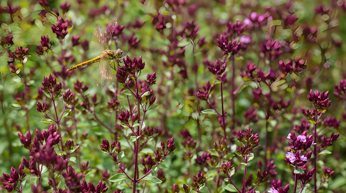 Gele libel tussen paarse bloemen