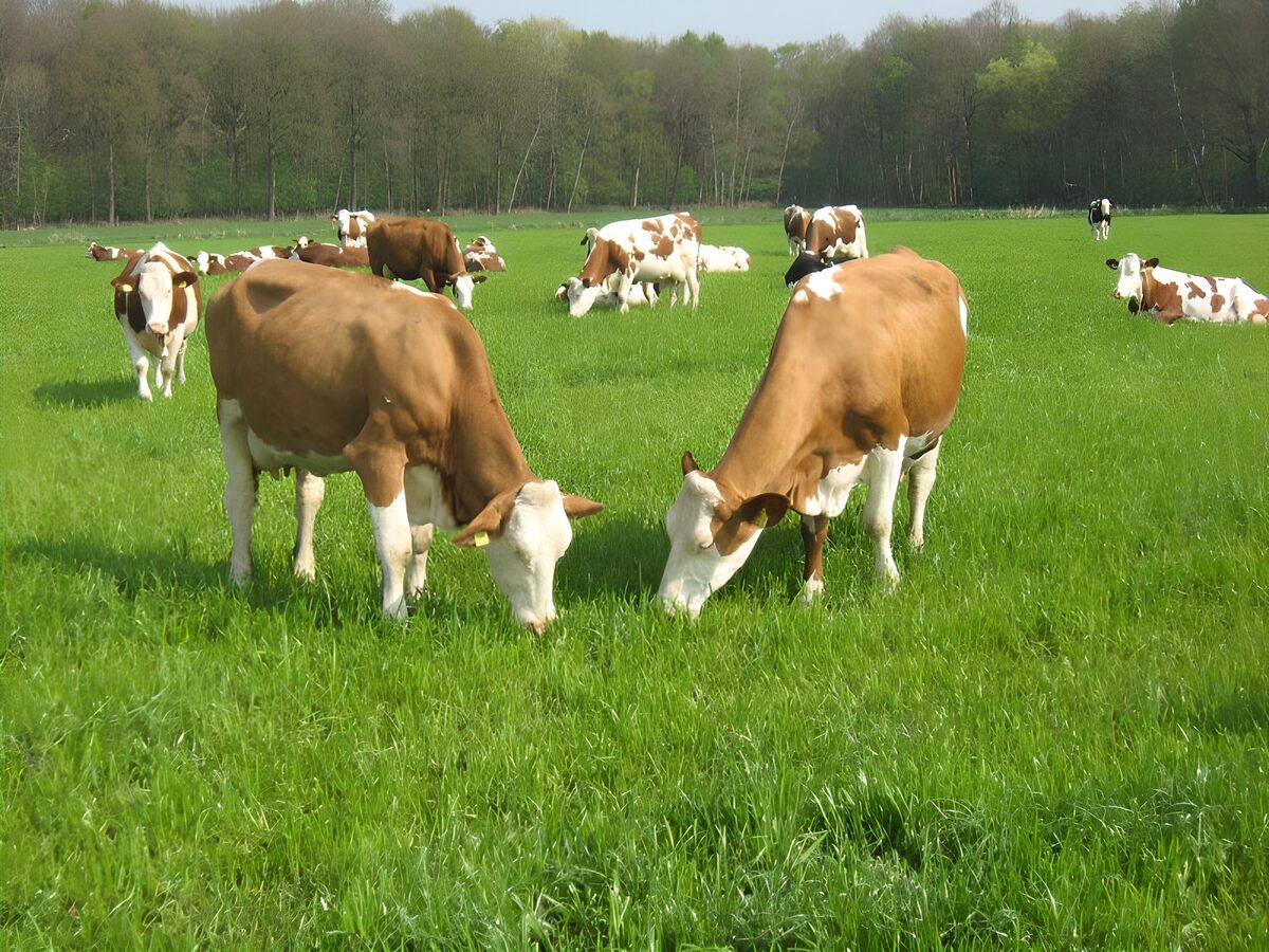 Twee koeien in een groene weide