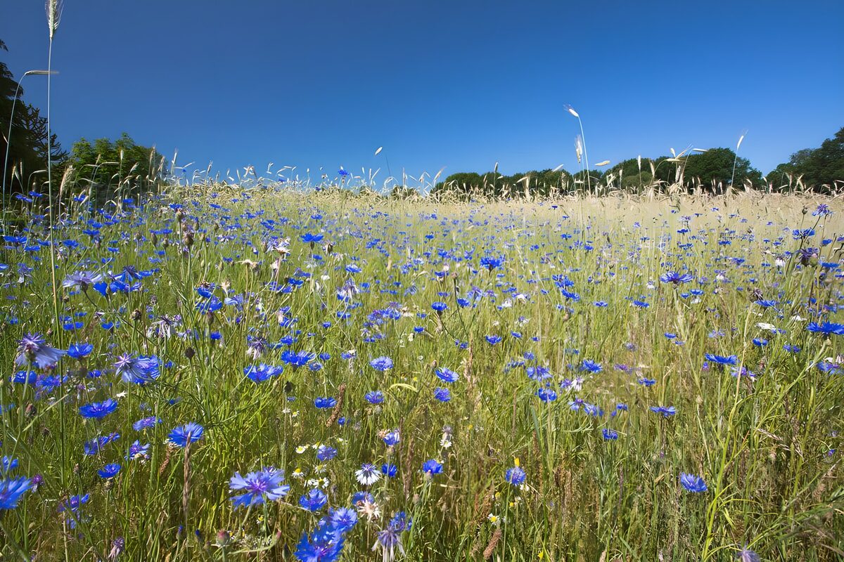 Zomerse weide vol blauwe korenbloemen