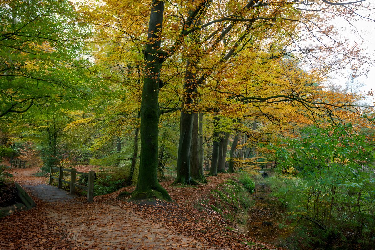 Herfstbos met beek en houten brug