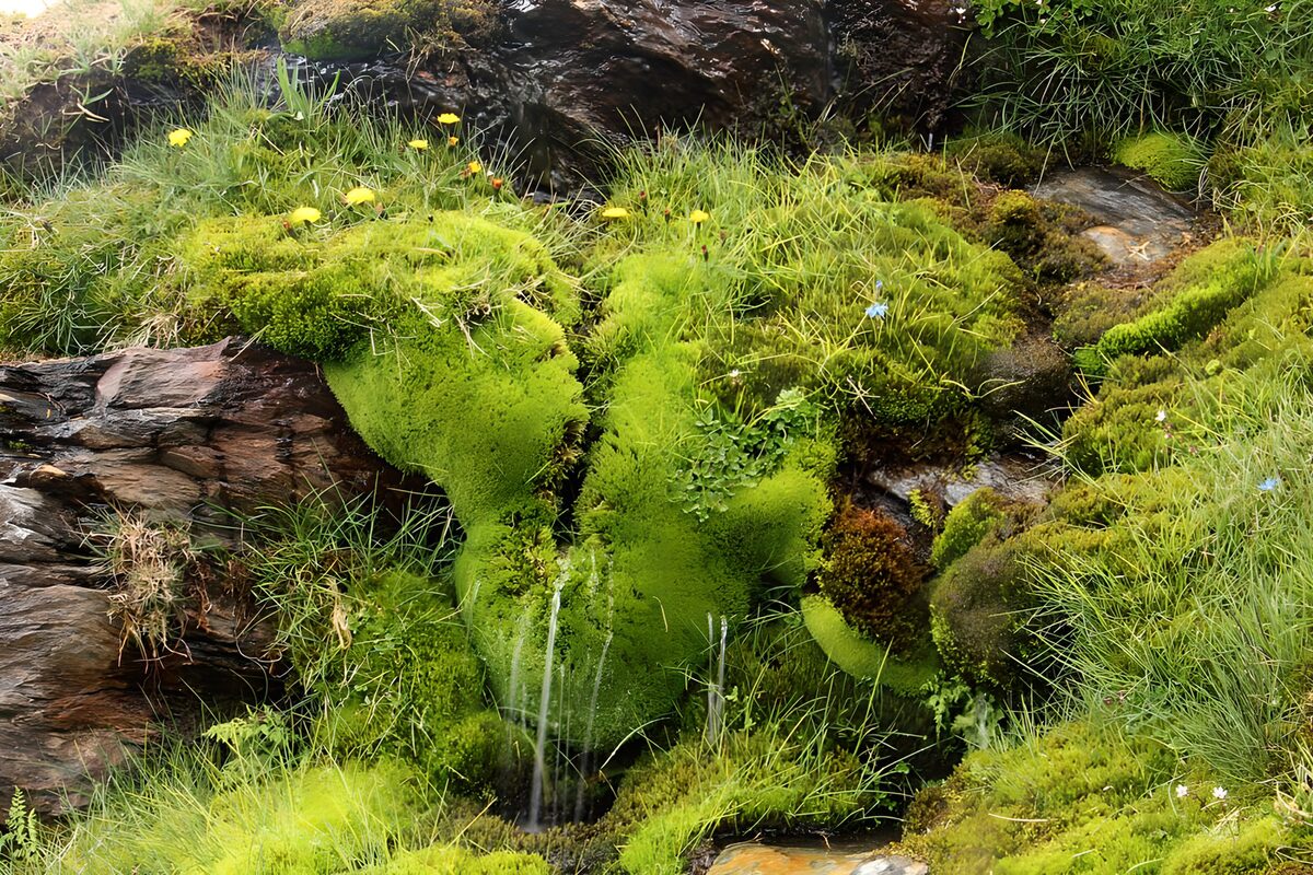 Kleine waterval tussen mos en rotsen