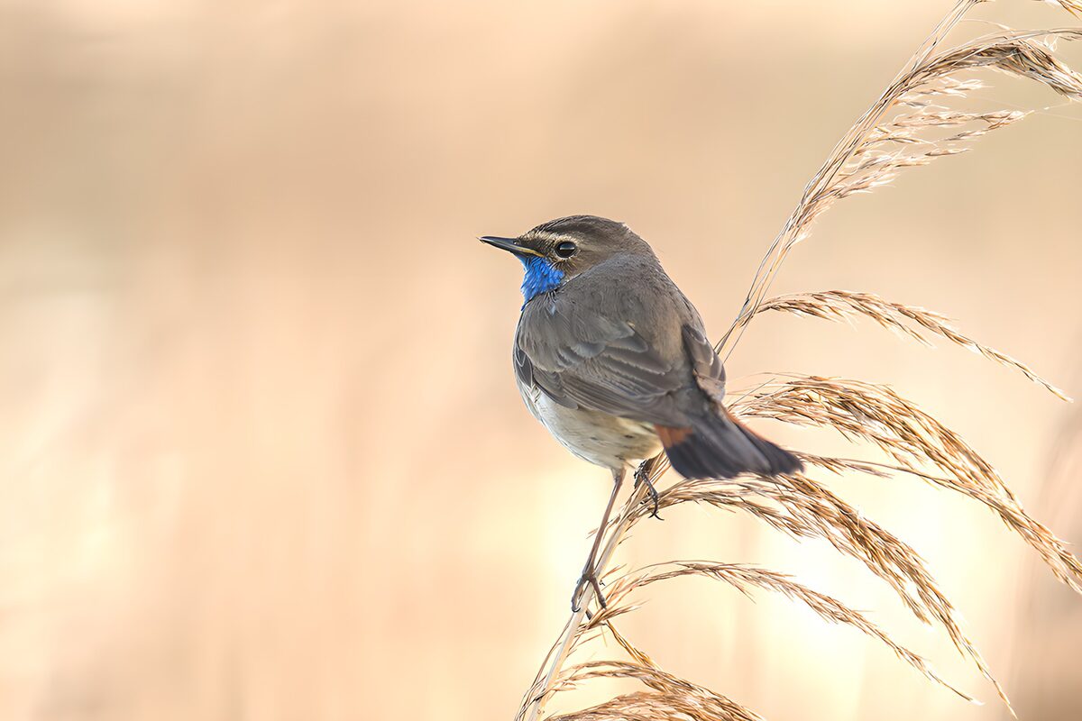 Blauwborst op een ranke rietstengel
