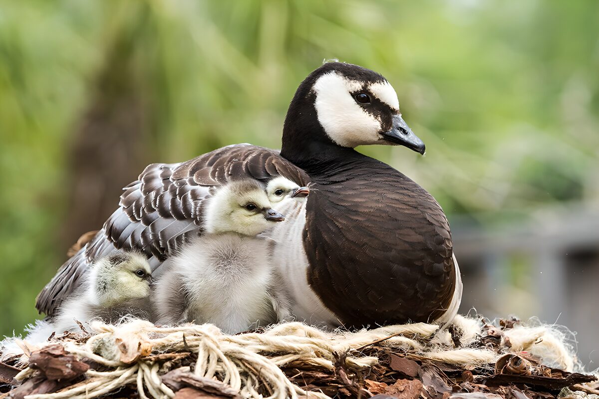 Gans met drie kuikens op het nest