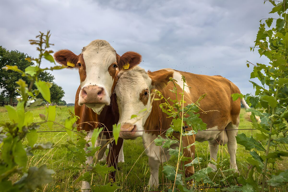 Twee nieuwsgierige koeien achter het draad