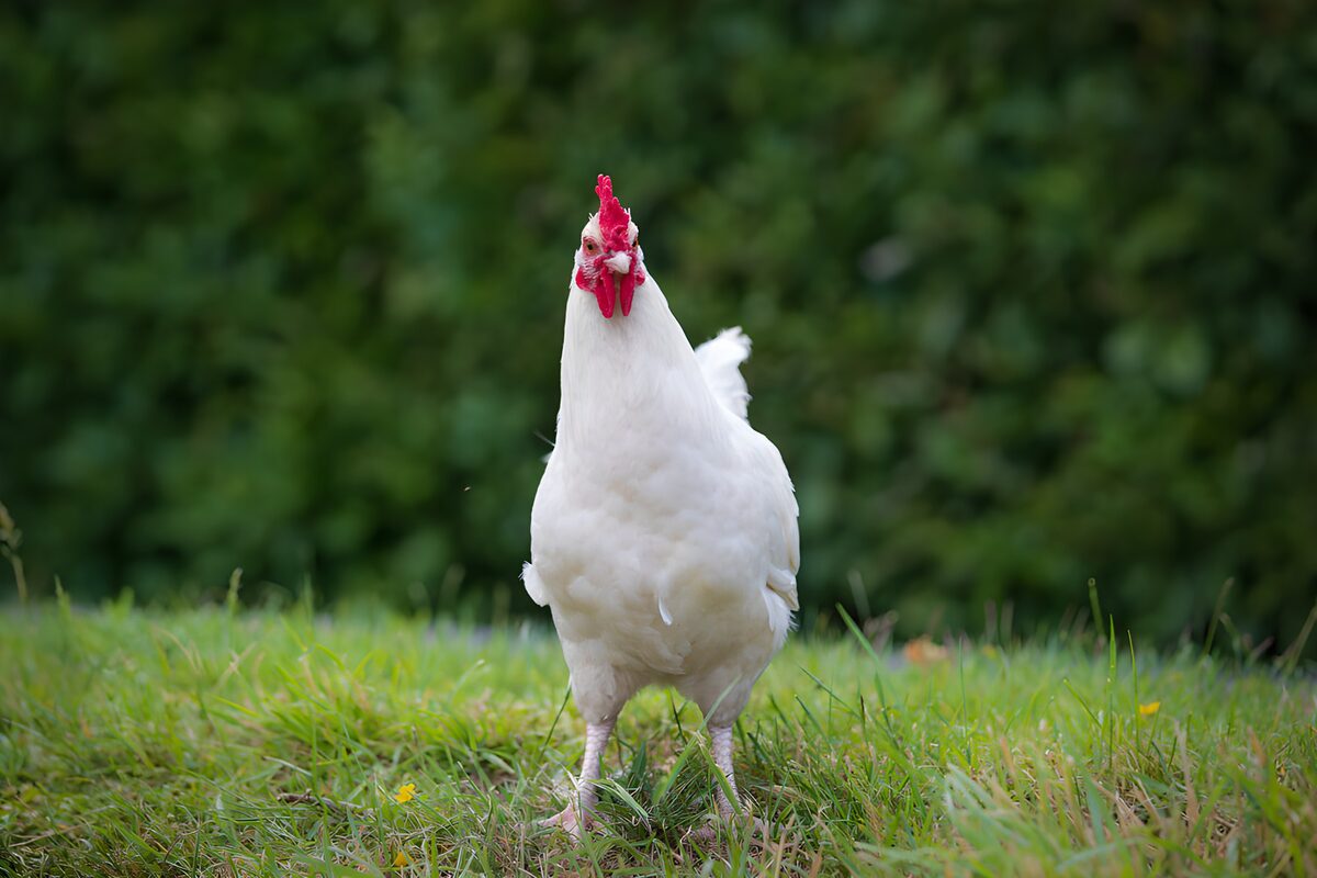 Witte kip in het groene gras