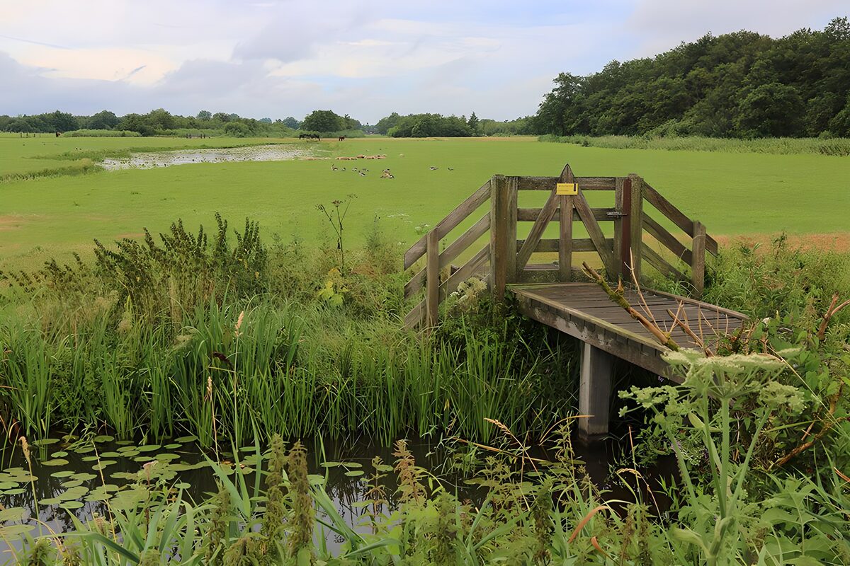 Houten brug naar het groene weiland