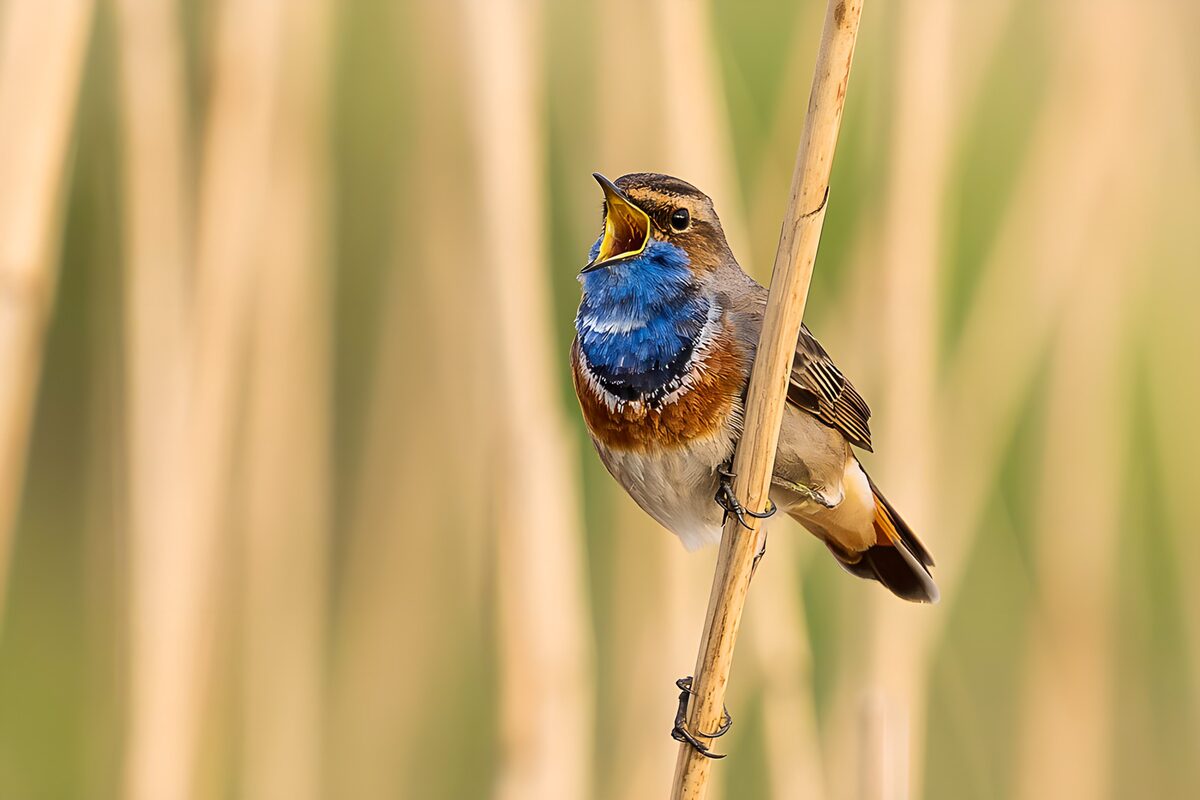 Blauwborst in een gouden rietwereld