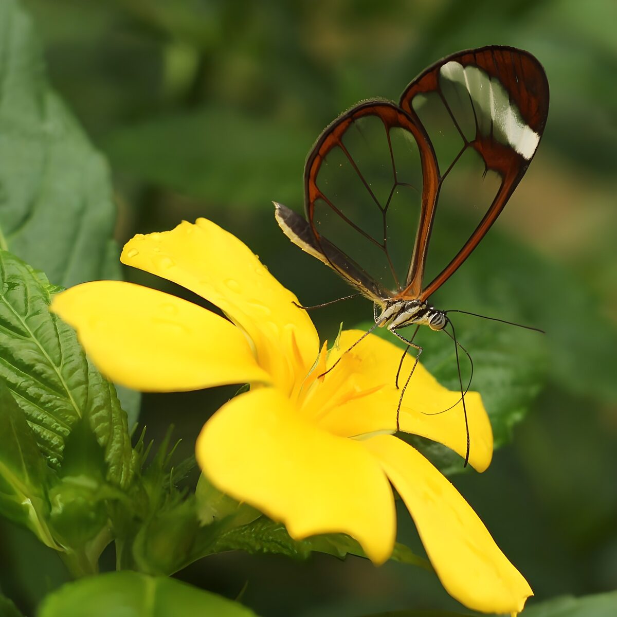 Glasvleugelvlinder op een gele bloem