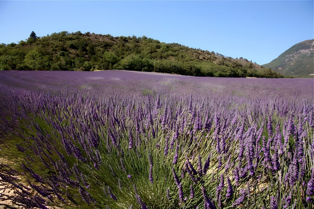 Een zee van lavendel aan de heuvels