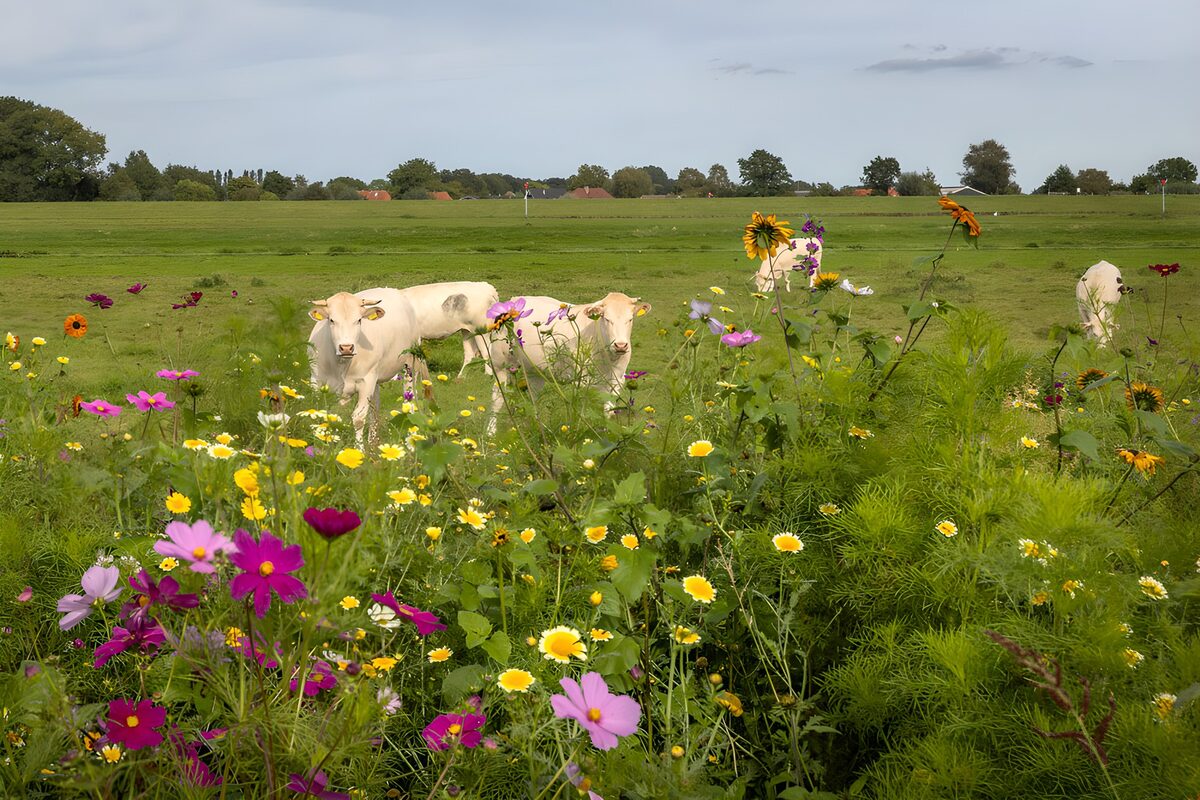 Witte koeien achter een bonte bloemenrand