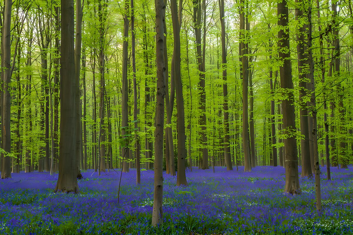 Voorjaarsbos met een blauw bloementapijt