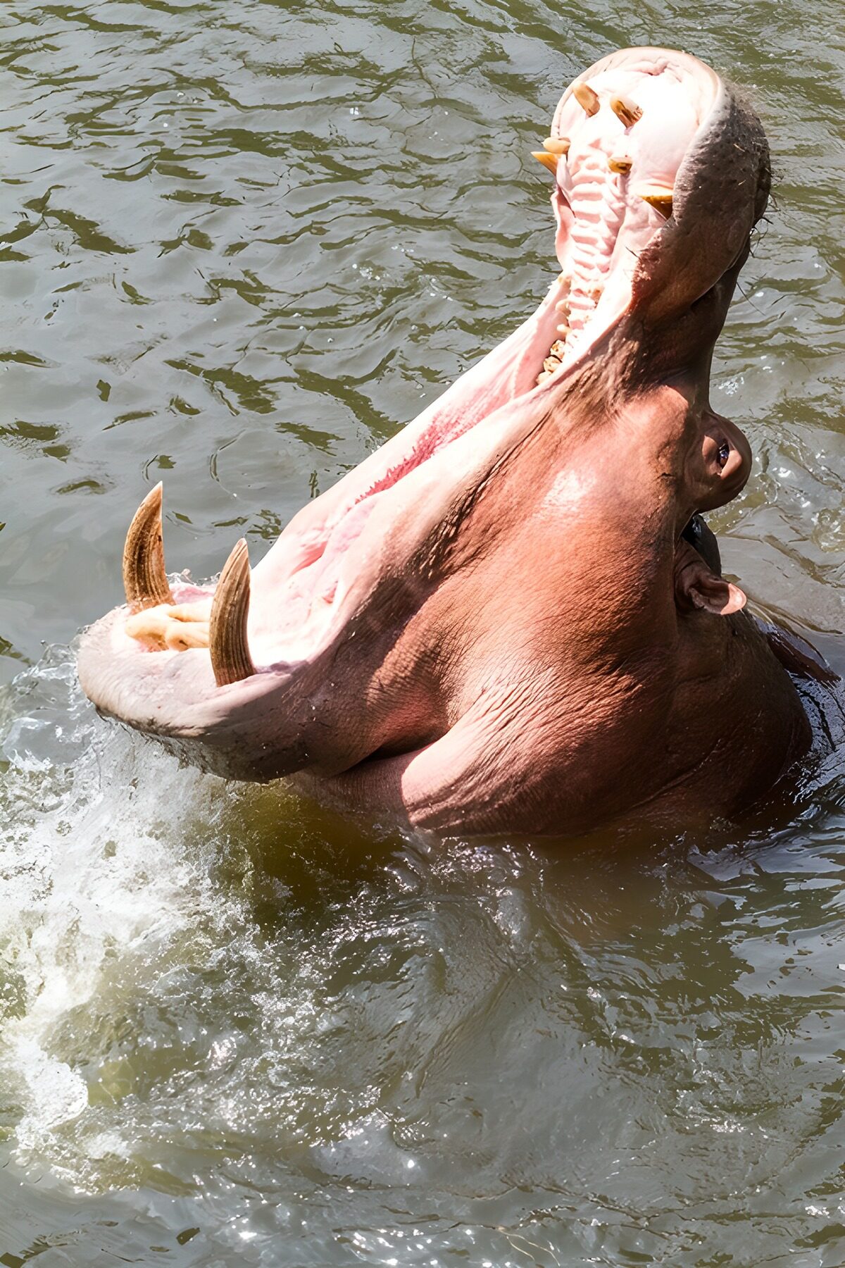Nijlpaard met wijd open bek in het water